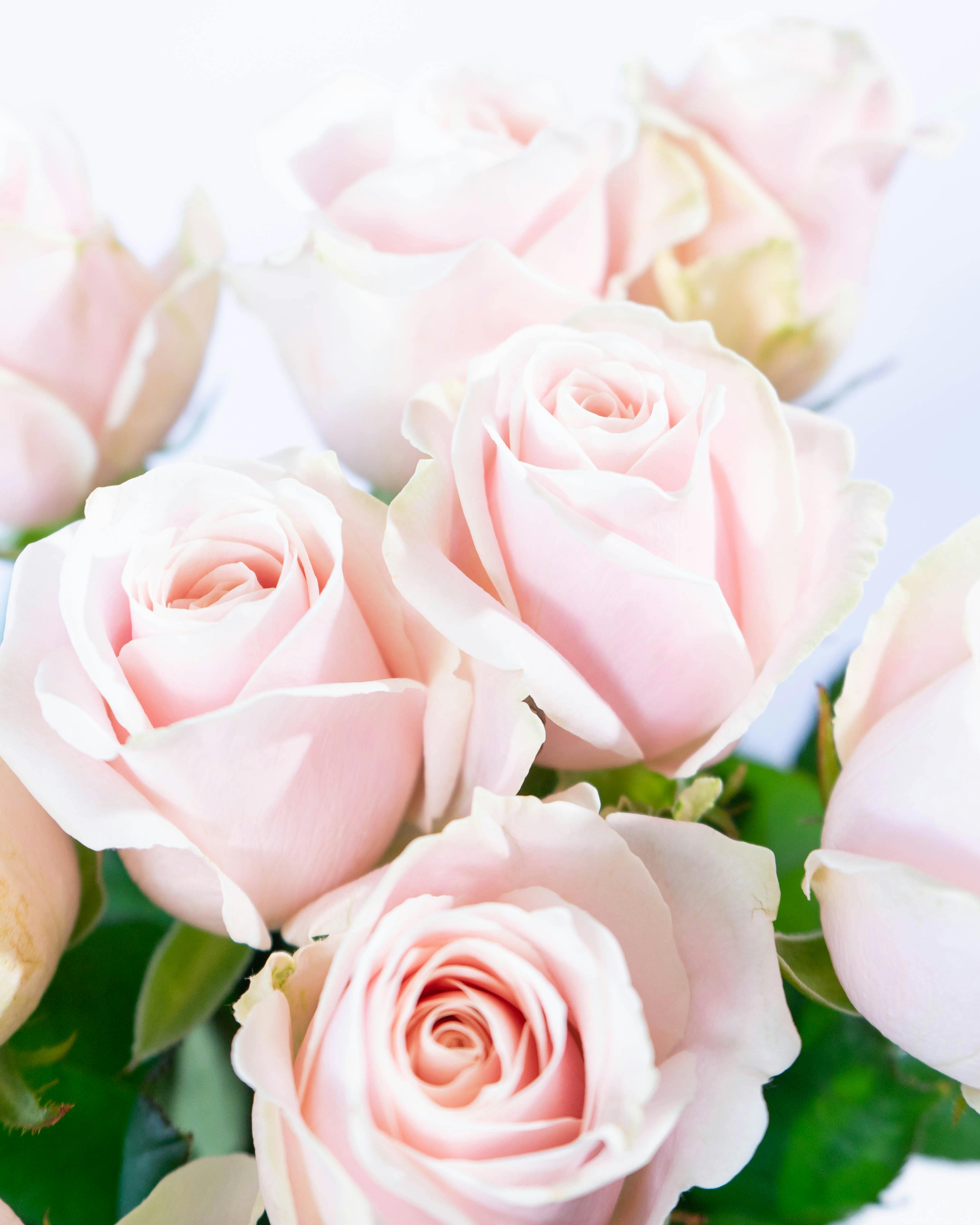 産地直送 バラ 1輪 花束 ピンク 30本用／滋賀 國枝バラ園からお届け