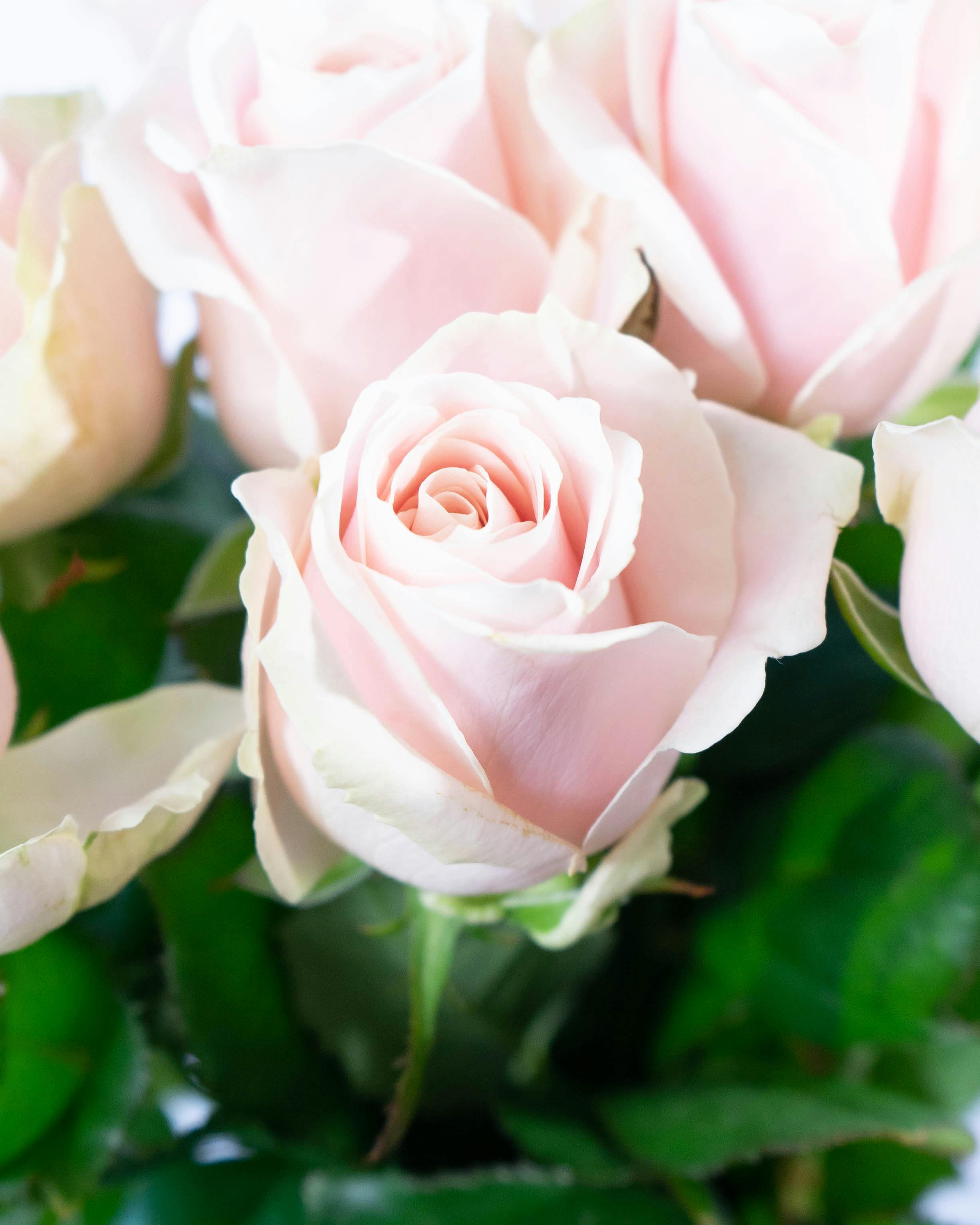 産地直送 バラ 1輪 花束 ピンク 10本用／滋賀 國枝バラ園からお届け