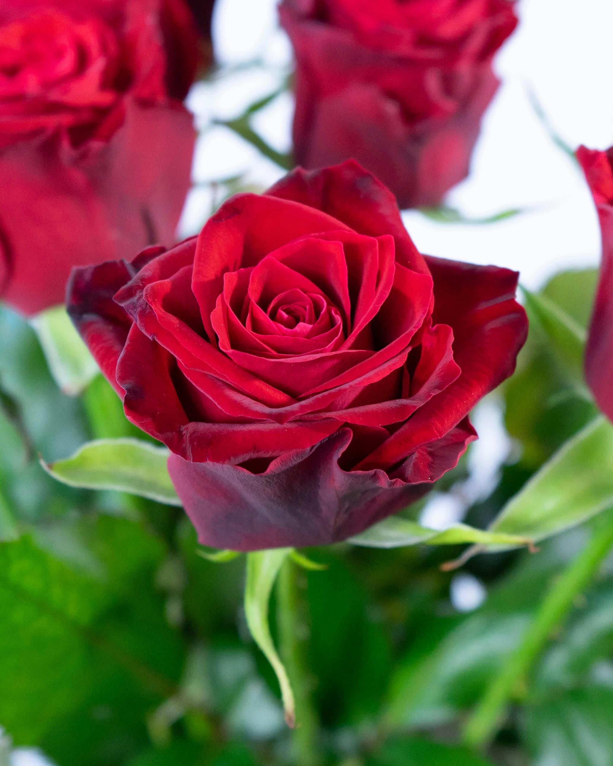 送料込 Rady 新品 花びら エプロン ローズ 薔薇 ラスト1点 産地直送 バラ 1輪 花束 レッド 50本用／滋賀 國枝バラ園からお