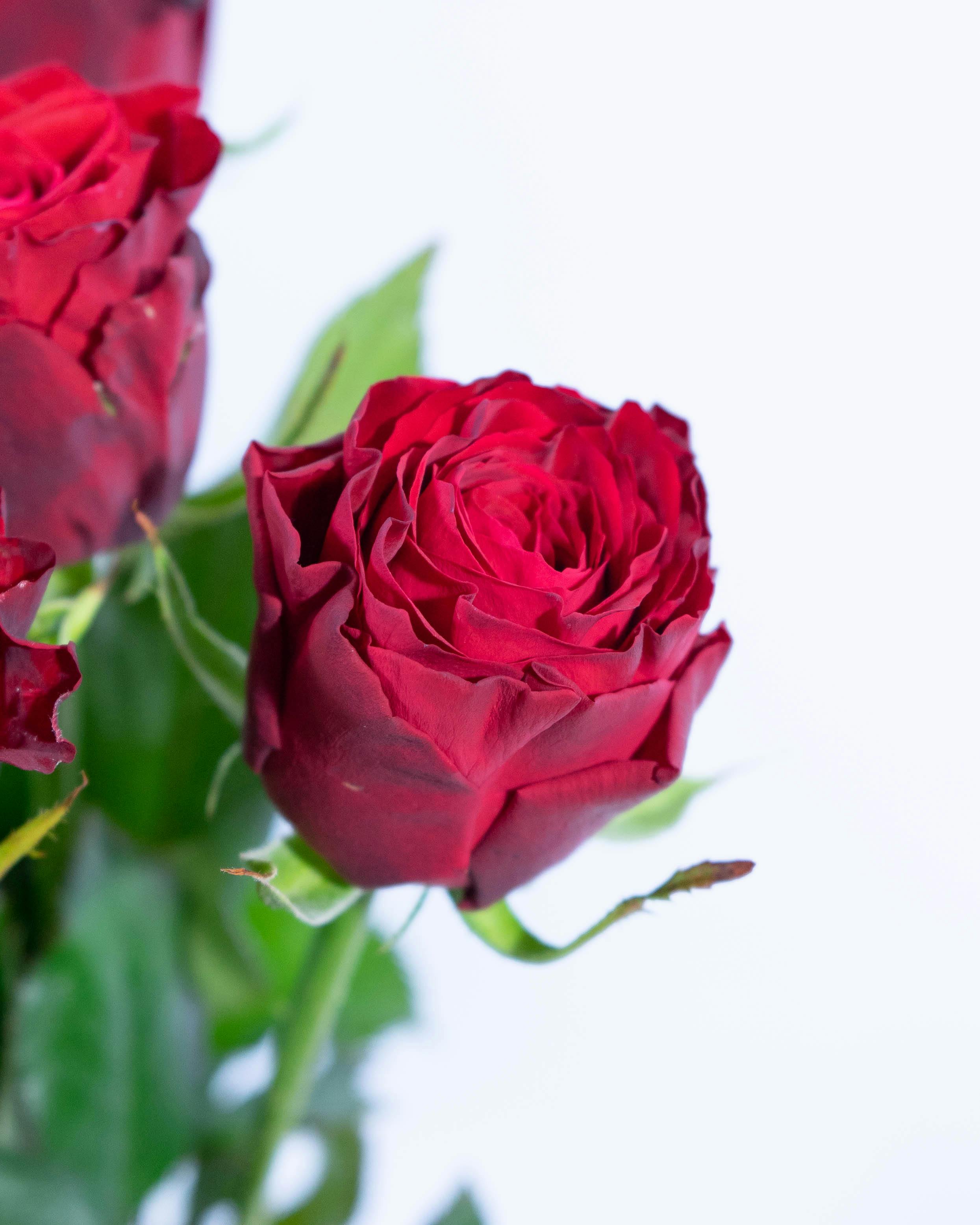バラの花冠 🌹サムライ08 王道の赤バラ🌹✨ プロポーズなどの大切な日に ご