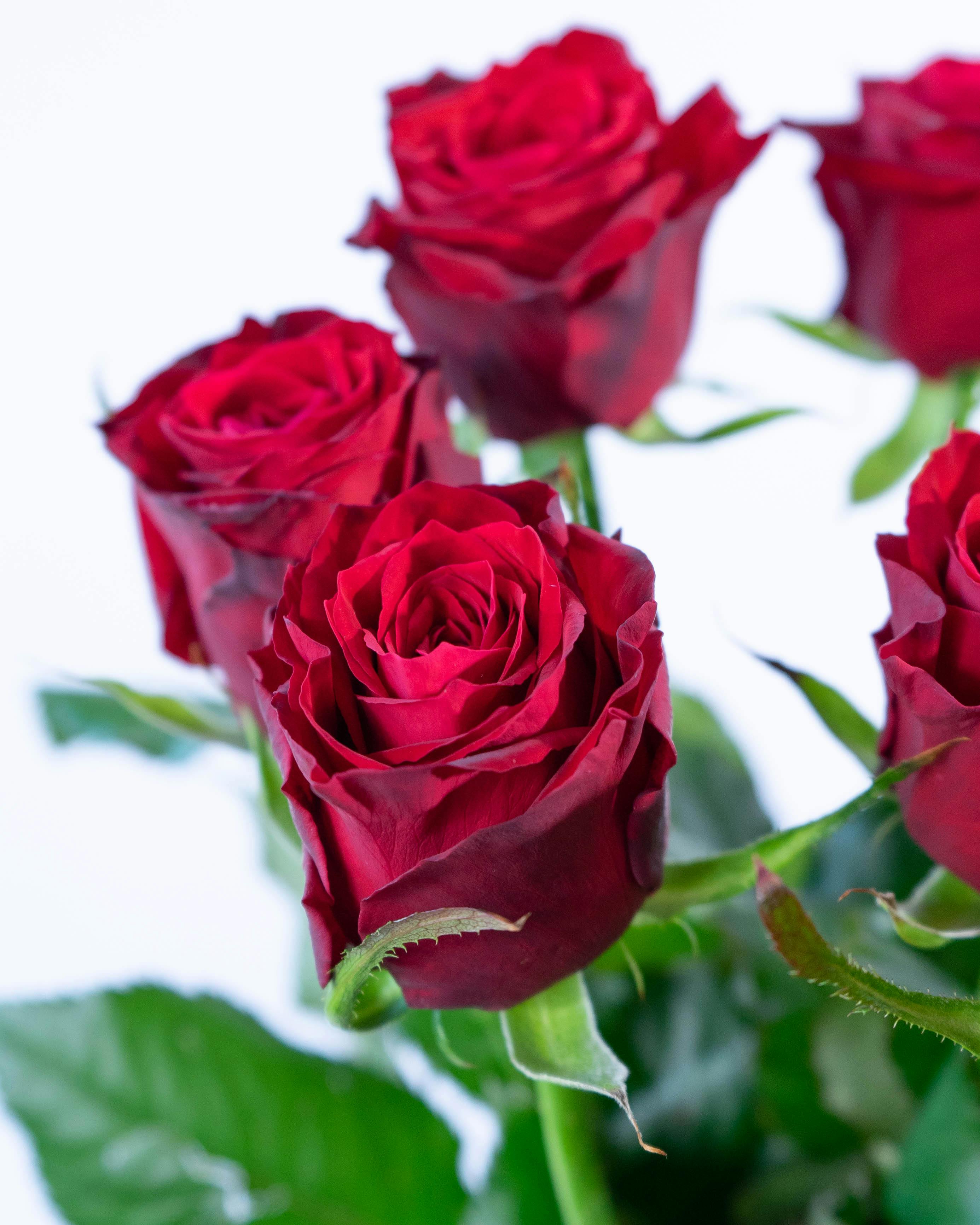 産地直送 バラ 1輪 花束 レッド 50本用／滋賀 國枝バラ園からお