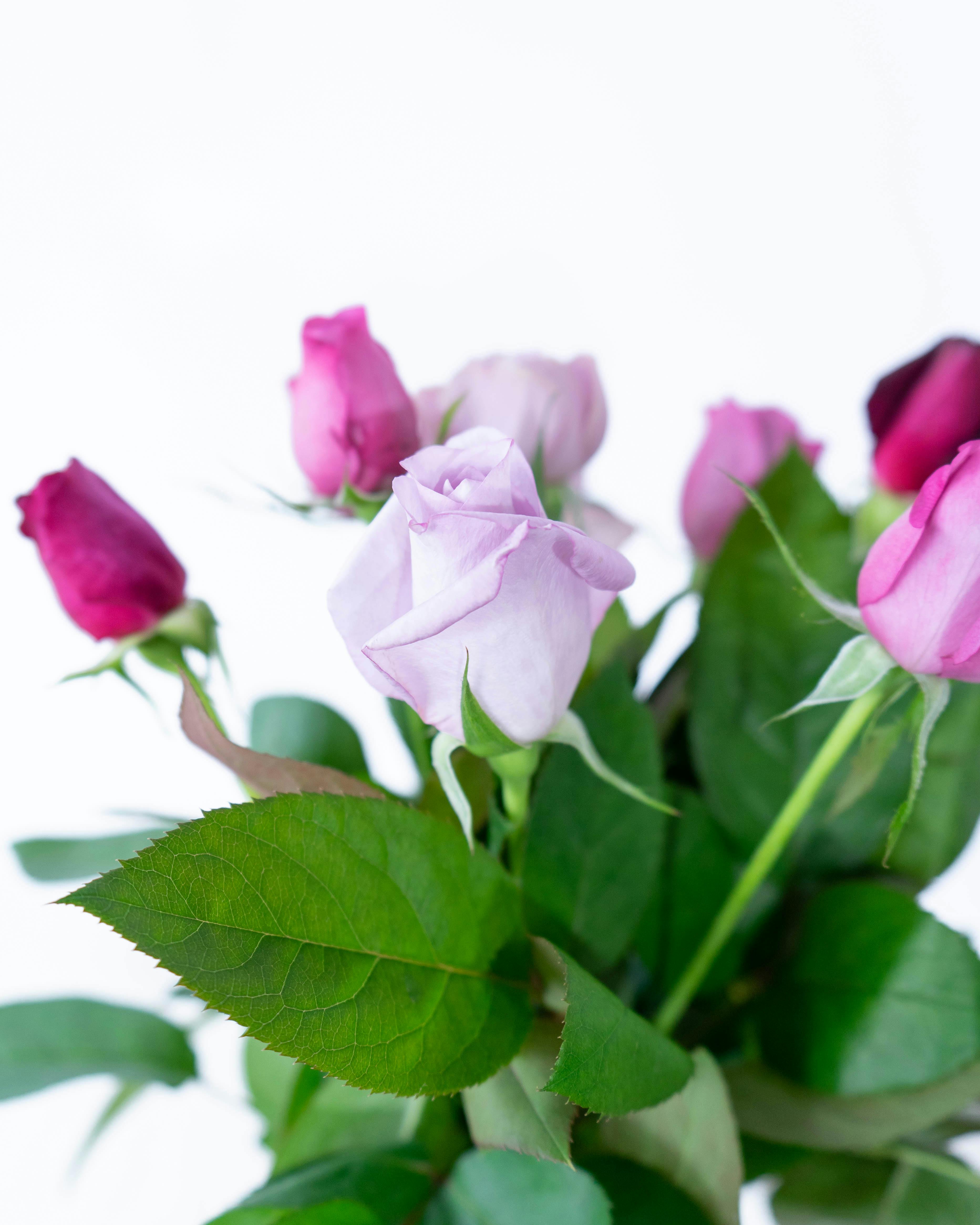 産地直送 香るバラ花束 パープル系ミックス Mサイズ／静岡 増田バラ園