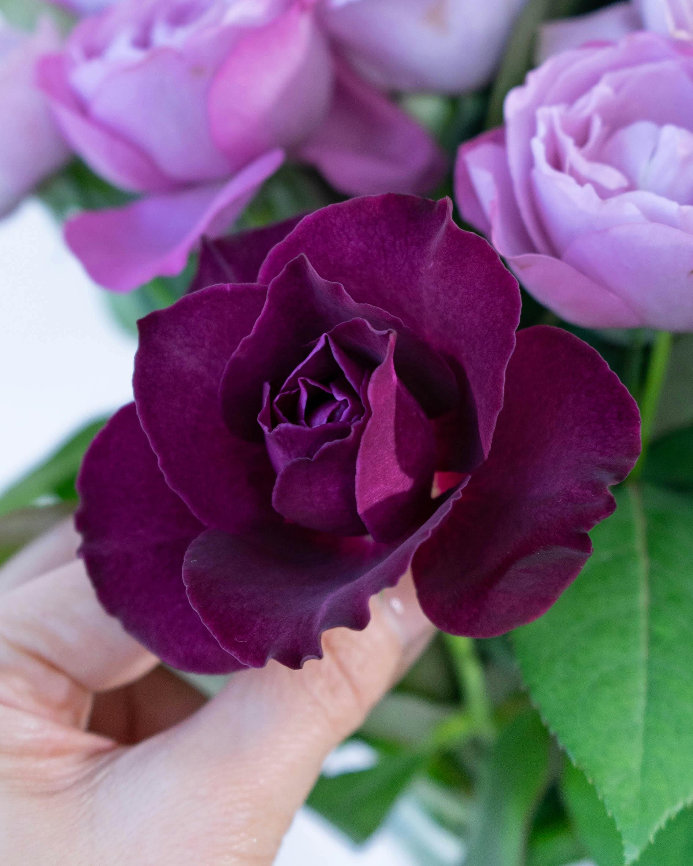産地直送 香るバラ花束 パープル系ミックス Mサイズ／静岡 増田バラ園