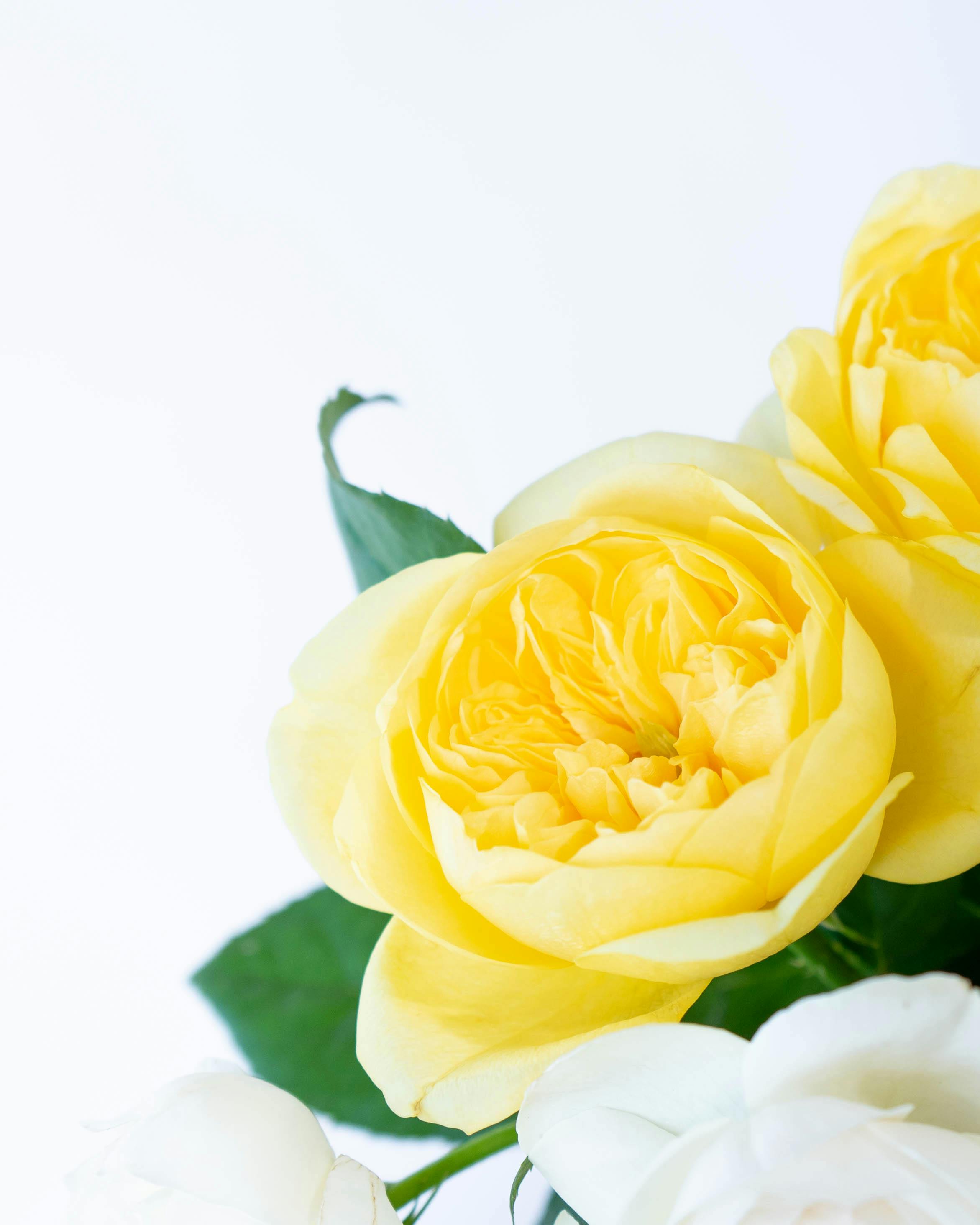 陶翔舞千 ローズ 薔薇 バラ 立体 黄色 イエロー ティーカップ