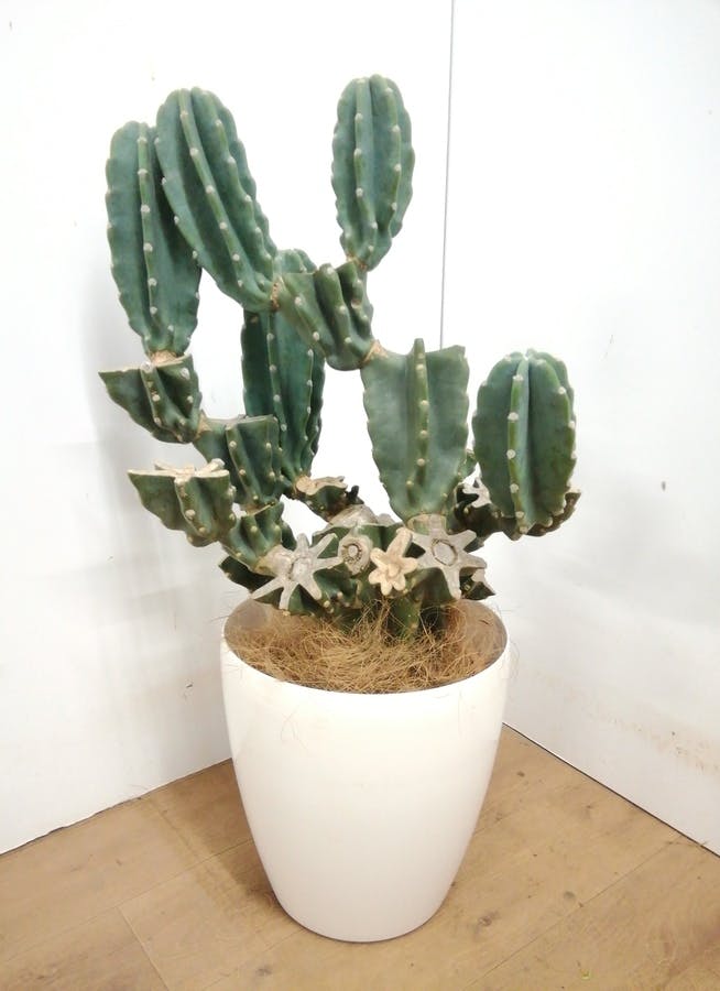 観葉植物 80cm 柱サボテン 8号 観葉植物ならhitohana ひとはな