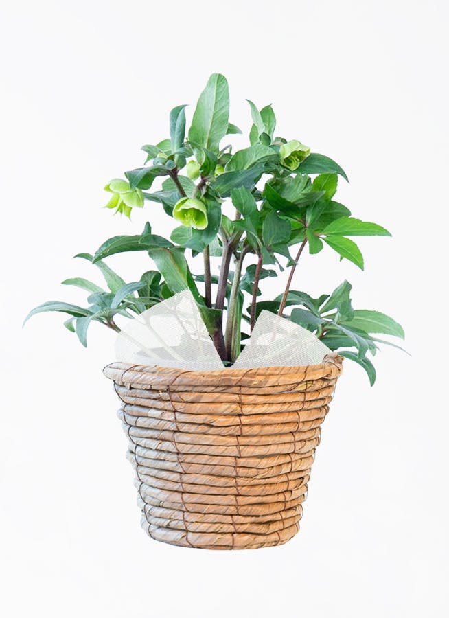 クリスマスローズの鉢植え | HitoHana（ひとはな）