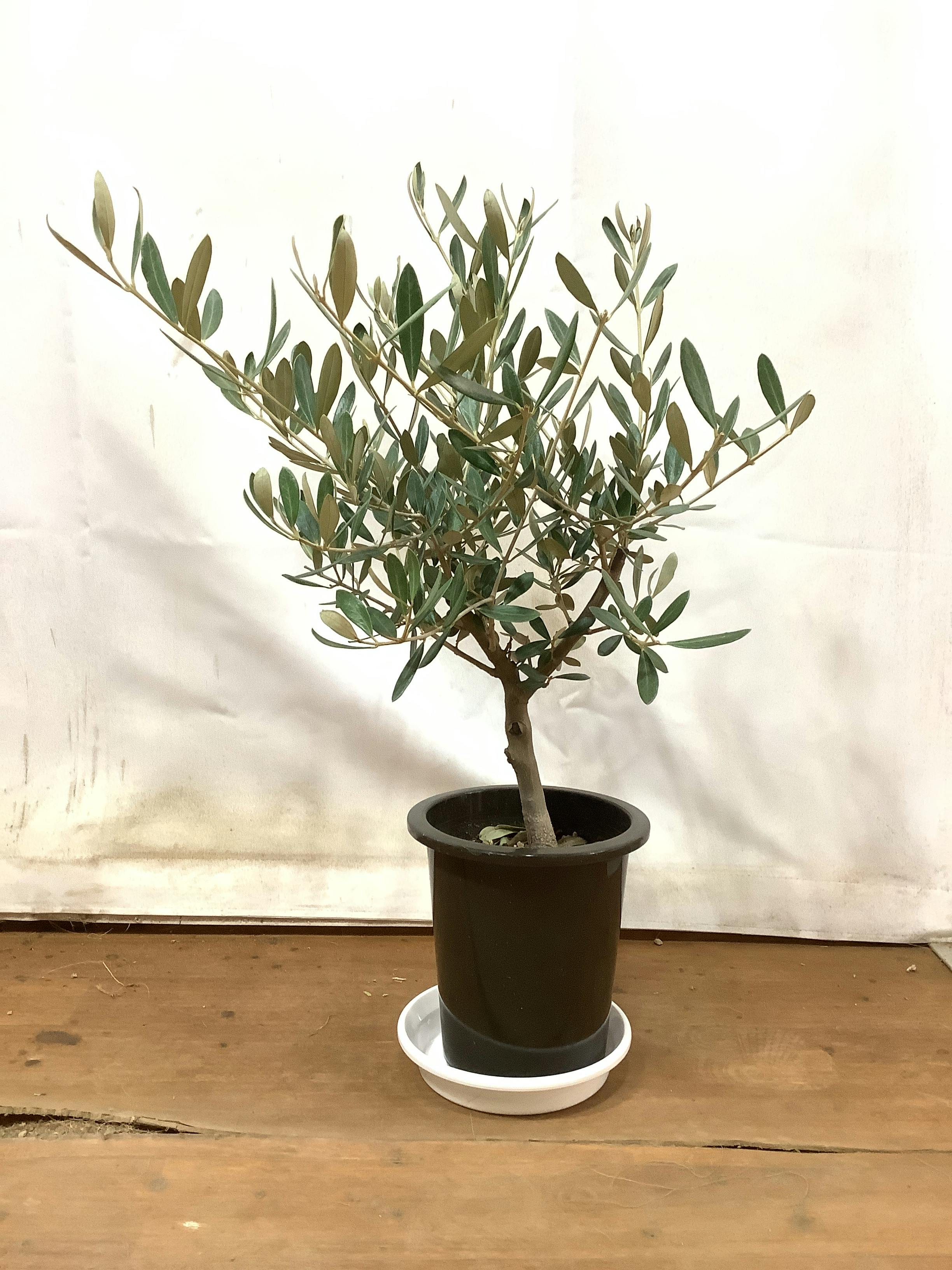 オリーブの木 1点もの（現品・現物） | 観葉植物通販HitoHana(ひとはな)