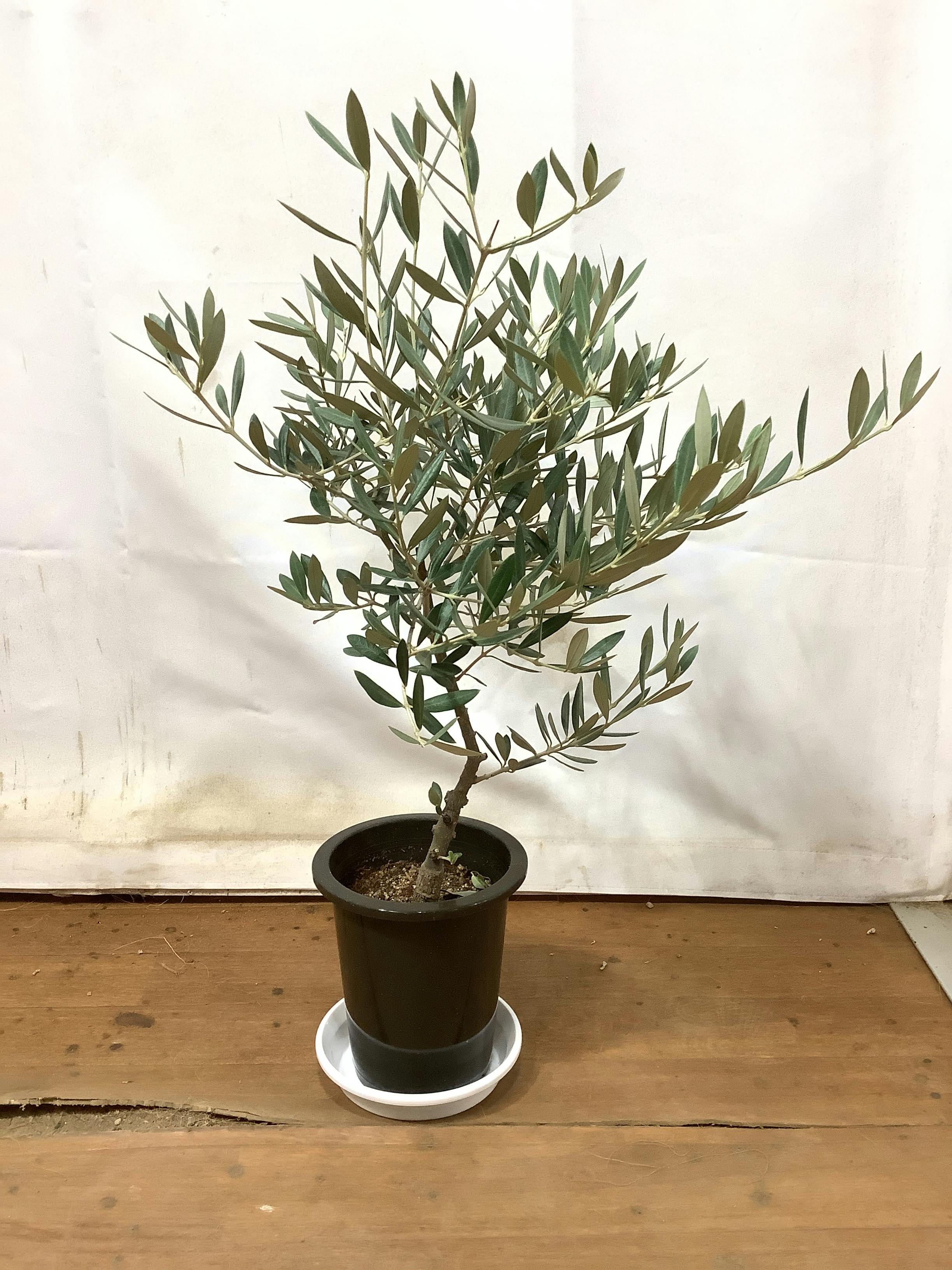 オリーブの木 1点もの（現品・現物） | 観葉植物通販HitoHana(ひとはな)