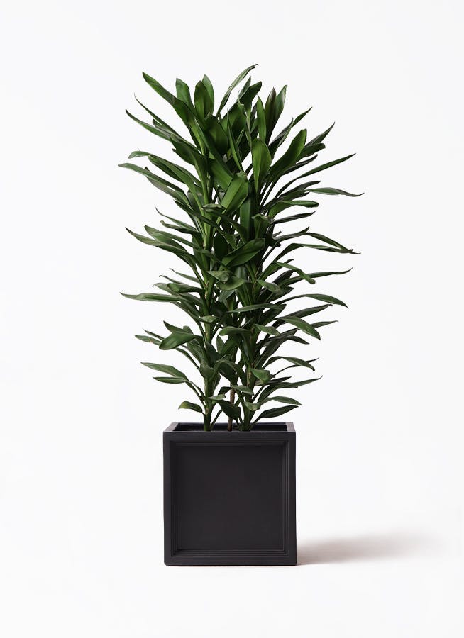 ドラセナ グローカル | 観葉植物通販HitoHana(ひとはな)