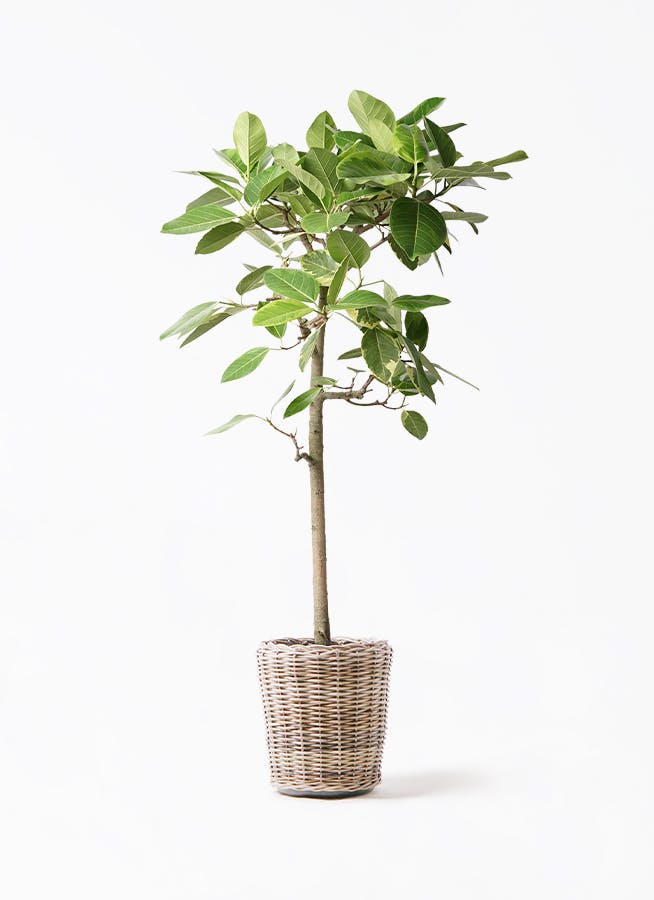 フィカス アルテシマ 10 観葉植物 フィカス アルテシーマ 10号 ストレート モンデリック