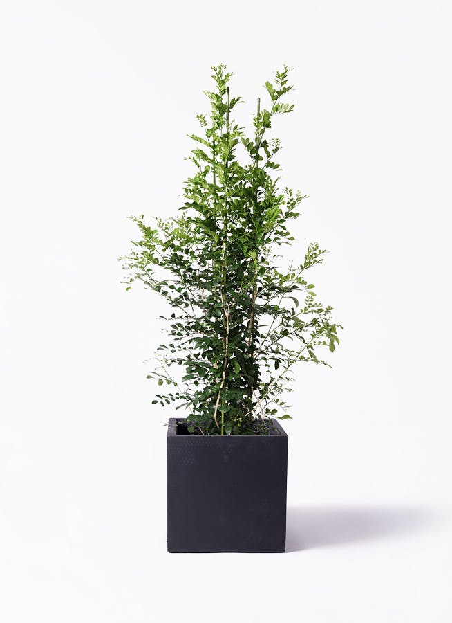 観葉植物 柱サボテン 10号 ベータ キューブプランター 付き