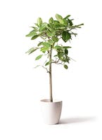 ficus-altissima-29_1.jpg?