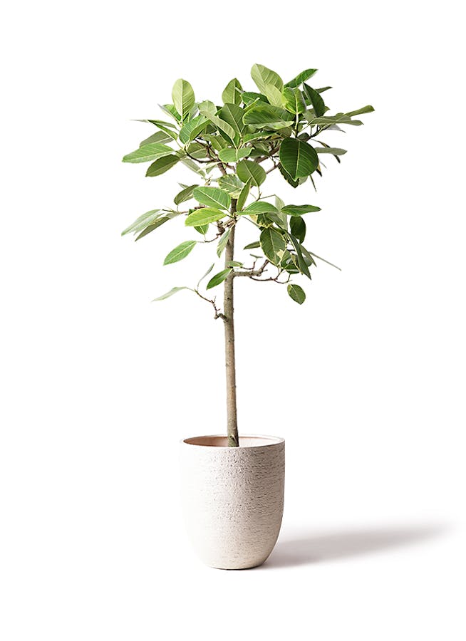 フィカス アルテシーマ 10号 | 観葉植物 | インテリアやギフトに