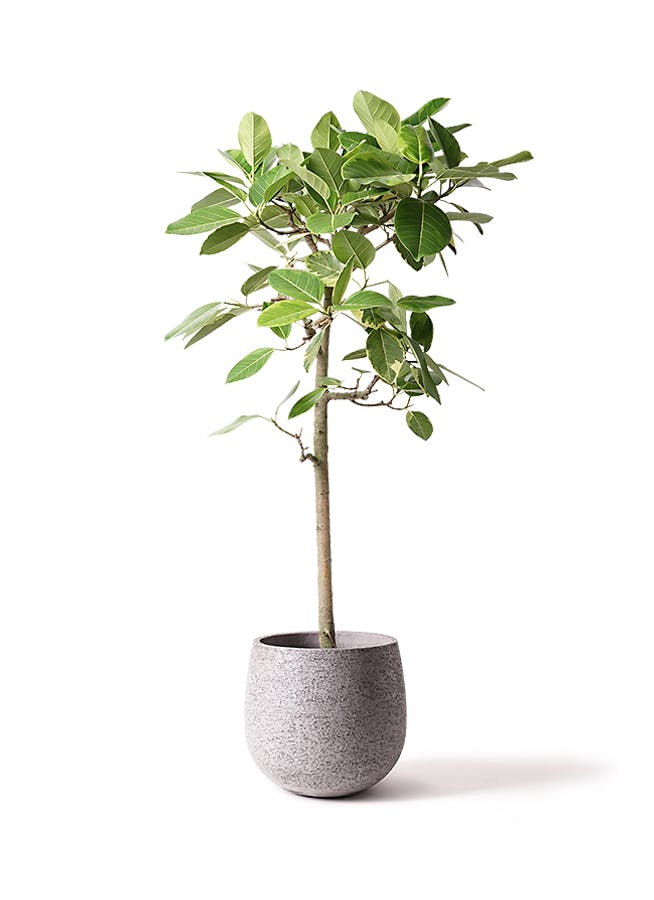 観葉植物 フィカス アルテシーマ 10号 ストレート エコストーンGray 付き | 観葉植物ならHitoHana(ひとはな)