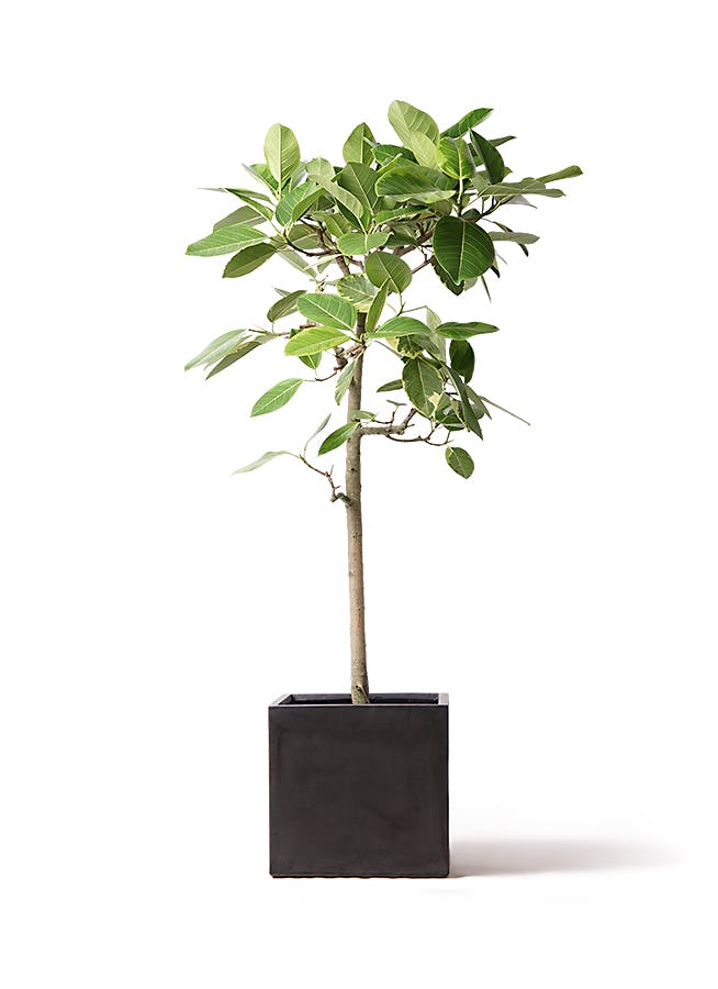 フィカス アルテシーマ 10号 | 観葉植物 | インテリアやギフトに