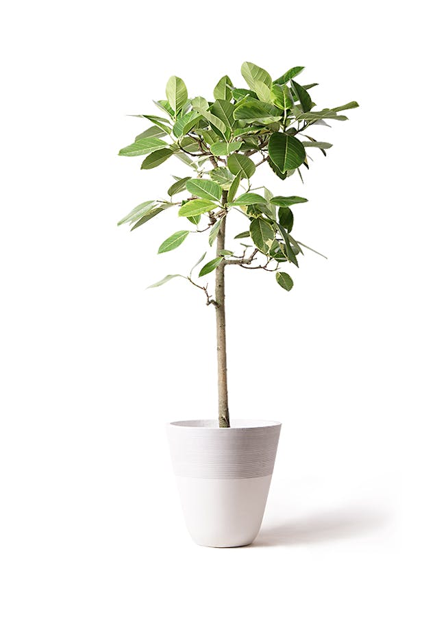 フィカス アルテシーマ 10号 | 観葉植物 | インテリアやギフトに