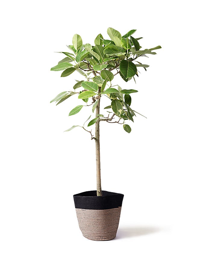 アルテシーマ　10号　170センチ　現品 フィカス アルテシーマ 10号 | 観葉植物 | インテリアやギフトに