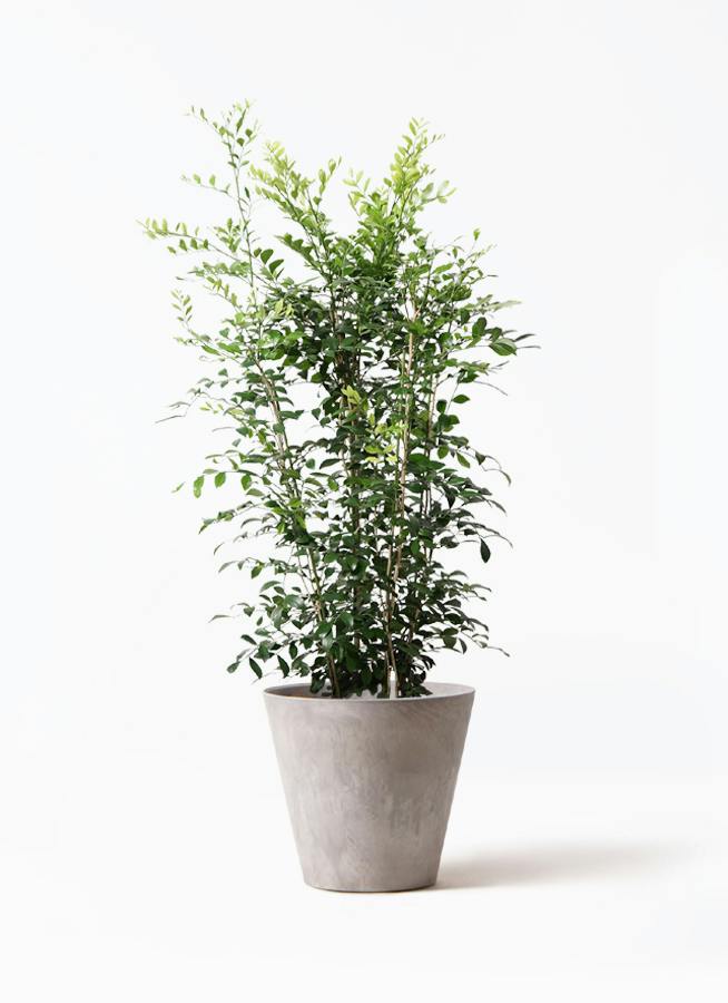 観葉植物 シルクジャスミン 観葉植物 シルクジャスミン 8号 アートストーン ラウンド グレー 付き