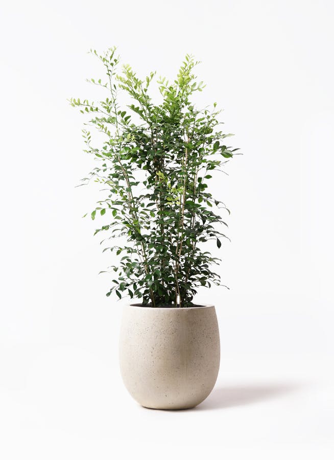 シルクジャスミン　リビングサイズ　８号　高さ115ｃｍ シルクジャスミン（げっきつ）8号 | 観葉植物 | 送料無料でお