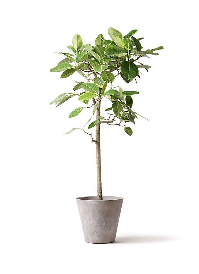 フィカス アルテシーマ ストレート | 観葉植物 | インテリアやギフトに