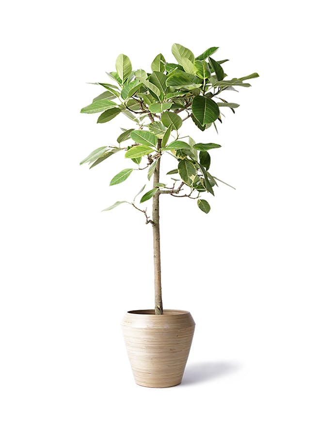 観葉植物 フィカス アルテシーマ 10号 ストレート アルマ ミドル 付き