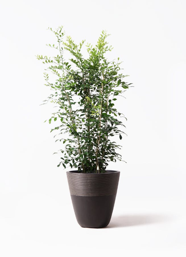 観葉植物 ツピダンサス 8号 曲り ジュピター 黒 付き | 観葉植物