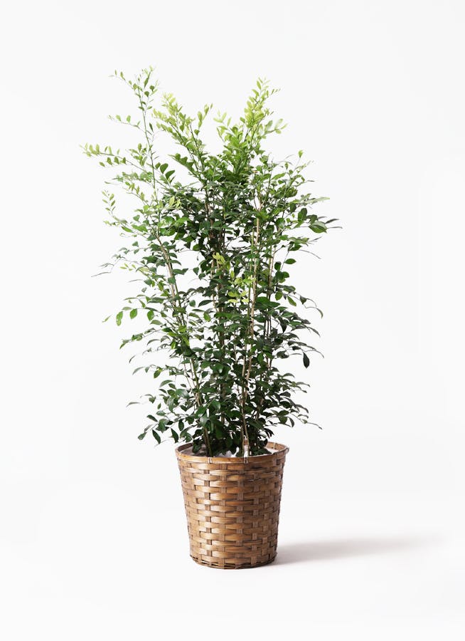 観葉植物 シルクジャスミン 8号 竹バスケット 付き 観葉植物ならhitohana ひとはな