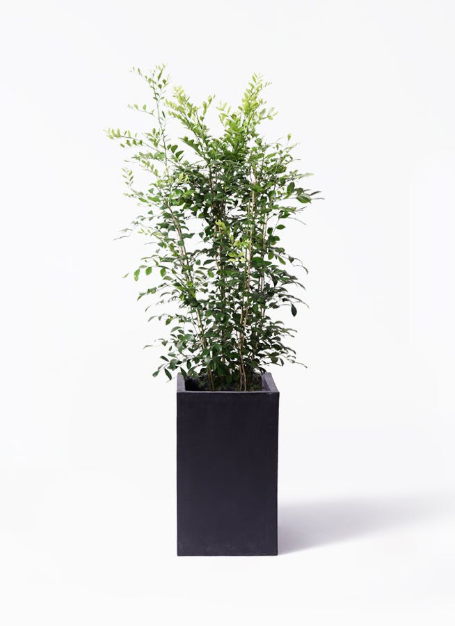 シルクジャスミン（げっきつ）8号 | 観葉植物 | 送料無料でお