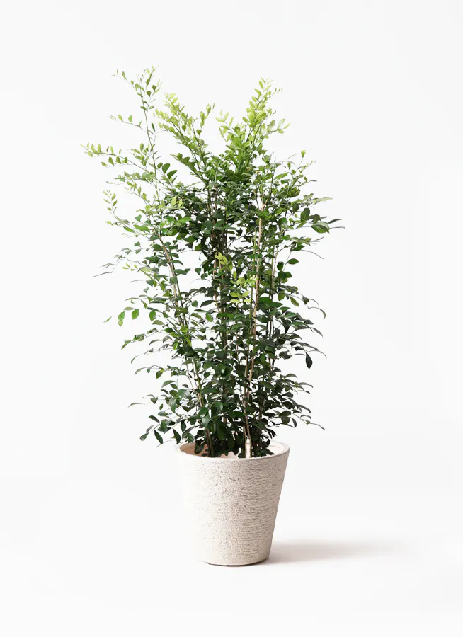 観葉植物 シルクジャスミン 8号 ビアスソリッド 白 付き 観葉植物ならhitohana ひとはな