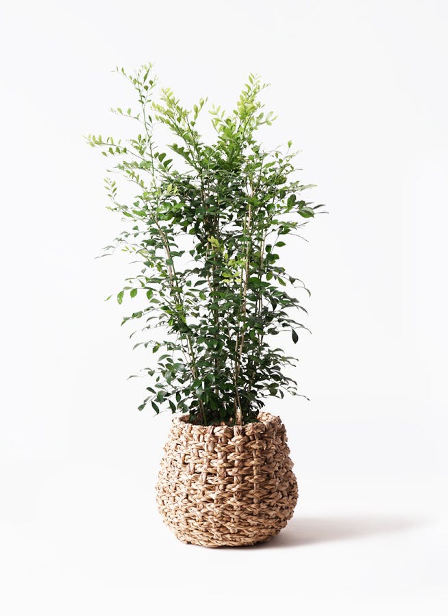 シルクジャスミン（げっきつ）8号 | 観葉植物 | 送料無料でお届け