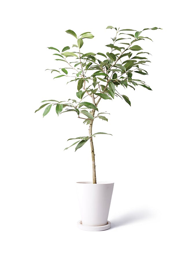 観葉植物 アマゾンオリーブ (ムラサキフトモモ) 8号 ビトロ エンデガ ターコイズ ウッドポットスタンド付き