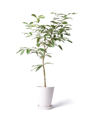 観葉植物 アマゾンオリーブ (ムラサキフトモモ) 8号 ビトロ エンデガ ターコイズ ウッドポットスタンド付き