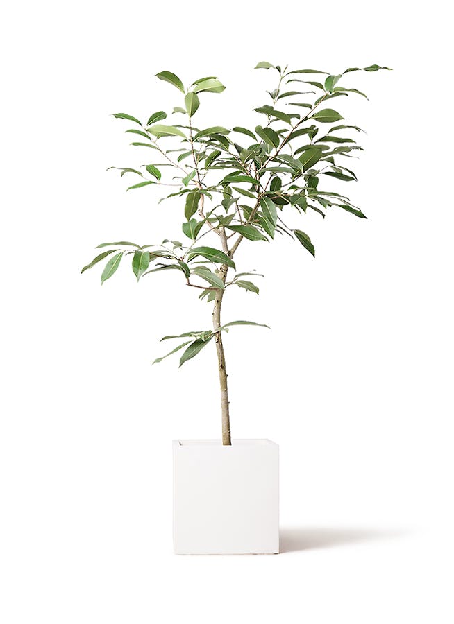 現品　アマゾンオリーブ　30番　オリーブ　観葉植物　希少　インテリアグリーン 観葉植物 アマゾンオリーブ (ムラサキフトモモ) 8号 バスク キューブ