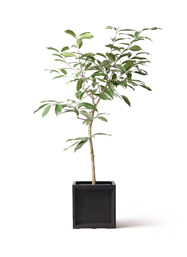 観葉植物 アマゾンオリーブ ムラサキフトモモ 8号 ブリティッシュキューブ 付き 観葉植物ならhitohana ひとはな