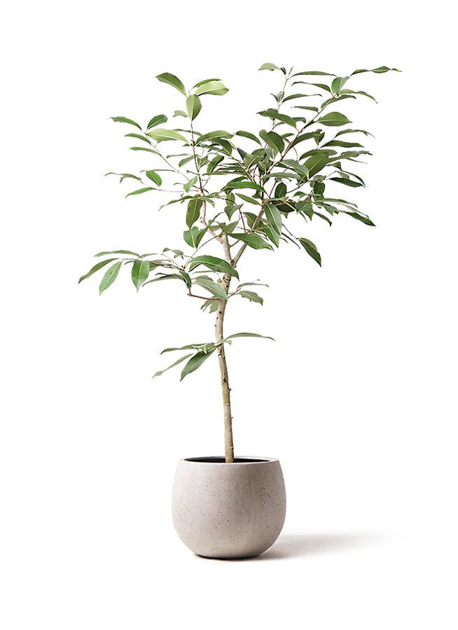 観葉植物 アマゾンオリーブ (ムラサキフトモモ) 8号 テラニアス ローバルーン アンティークホワイト 付き