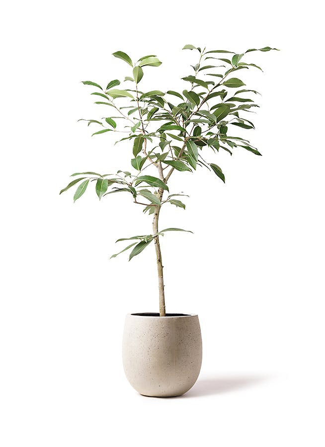 観葉植物 アマゾンオリーブ (ムラサキフトモモ) 8号 テラニアス バルーン アンティークホワイト 付き