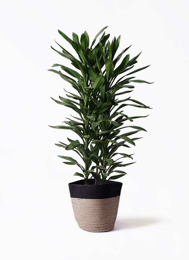 観葉植物 ユーカリ 10号 グニー リブバスケットNatural and Black 付き