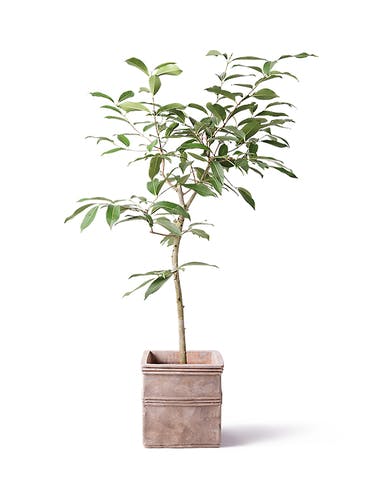 観葉植物 アマゾンオリーブ (ムラサキフトモモ) 8号 テラアストラ カペラキュビ 赤茶色 付き