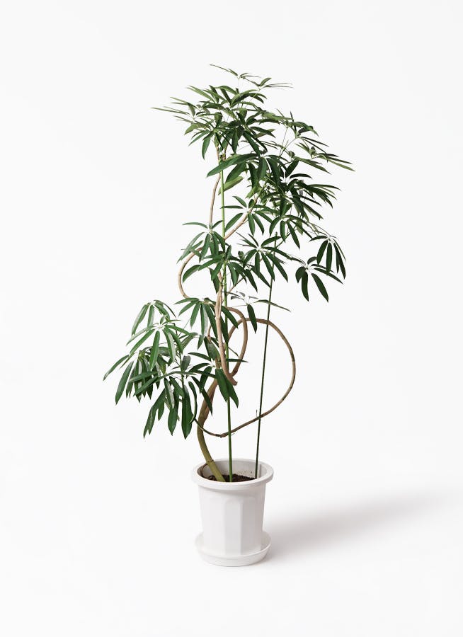 観葉植物 シェフレラ アンガスティフォリア 10号 曲り プラスチック鉢