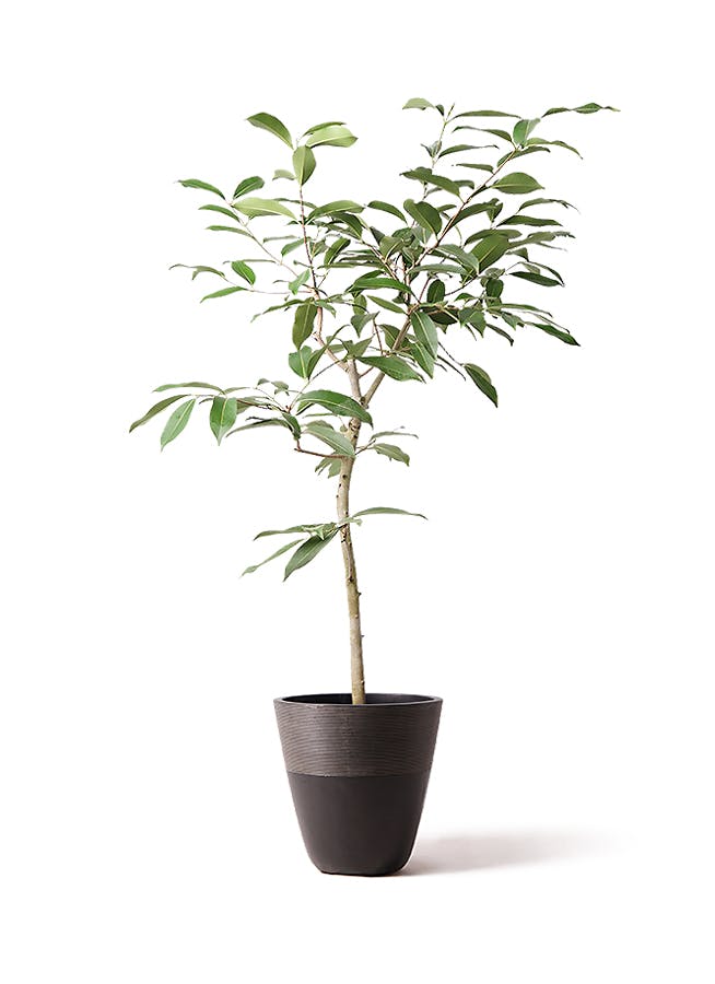 観葉植物aneさん専用　ベリーブラスト　グレムリン 観葉植物 アマゾンオリーブ (ムラサキフトモモ) 8号 ジュピター