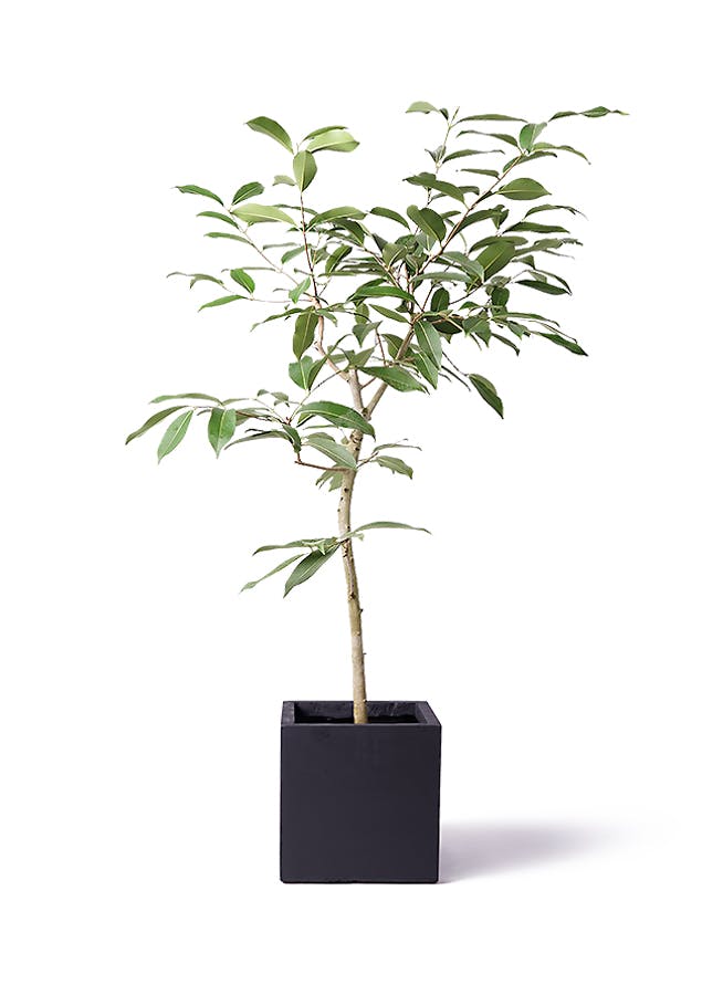 お洒落な観葉植物　アマゾンオリーブ　特大サイズ 170cm-200cm お洒落な観葉植物 アマゾンオリーブ 特大サイズ 170cm-200cm 観葉植物