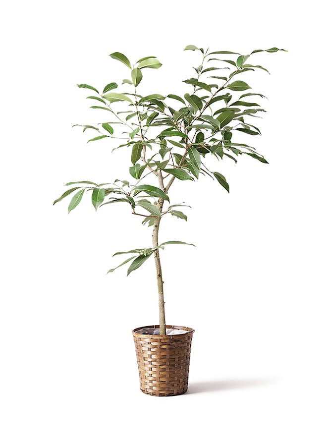観葉植物　アマゾンオリーブ 観葉植物 アマゾンオリーブ（6号鉢）｜HanaPrime（ハナプライム）