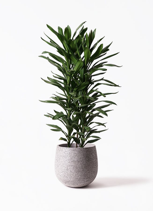 観葉植物 ドラセナ グローカル 10号 エコストーンGray 付き | 観葉植物