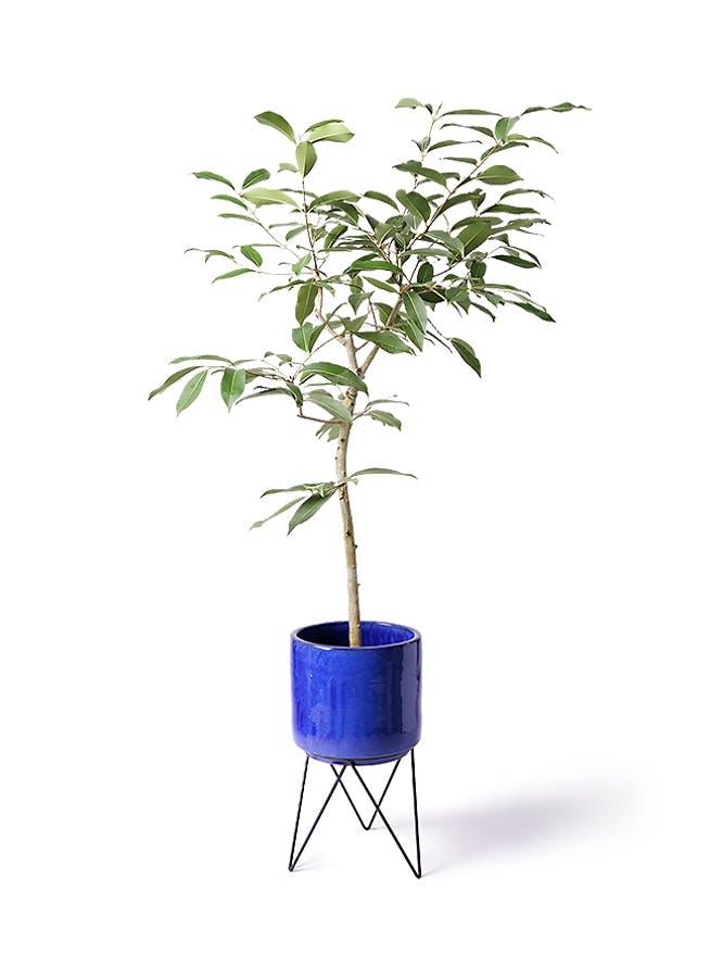 観葉植物 アマゾンオリーブ (ムラサキフトモモ) 8号 ビトロ エンデカ ブルー アイアンポットスタンド ブラック 付き
