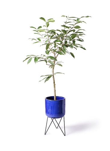 観葉植物 アマゾンオリーブ (ムラサキフトモモ) 8号 ビトロ エンデカ ブルー アイアンポットスタンド ブラック 付き