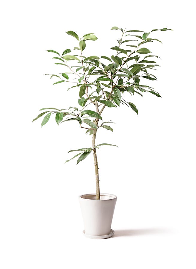 観葉植物 アマゾンオリーブ ムラサキフトモモ 8号 サブリナ 白 付き 観葉植物ならhitohana ひとはな 観葉植物 アマゾンオリーブ ムラサキフトモモ 8号 サブリナ 白 付き 観葉植物ならhitohana ひとはな