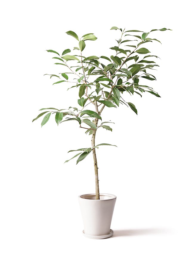 観葉植物 アマゾンオリーブ ムラサキフトモモ 8号 サブリナ 白 付き 観葉植物ならhitohana ひとはな