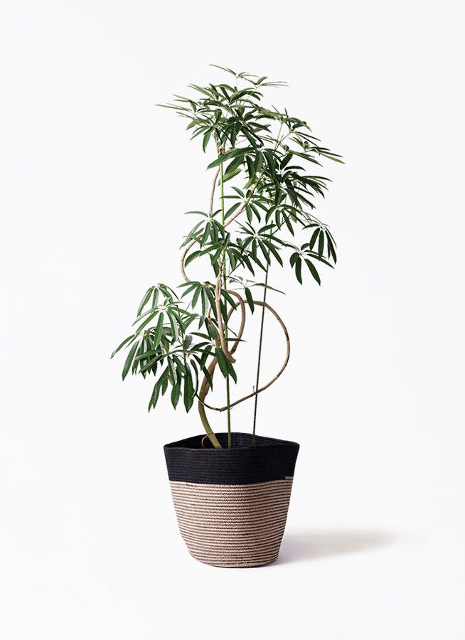 シェフレラ アンガスティフォリア | 観葉植物通販 HitoHana（ひとはな）