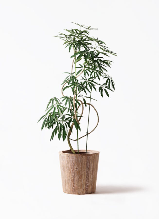 シェフレラ アンガスティフォリア | 観葉植物通販 HitoHana（ひとはな）