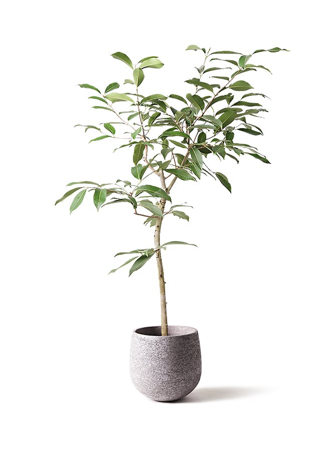 アマゾンオリーブ (ムラサキフトモモ) | 観葉植物通販HitoHana(ひとはな)